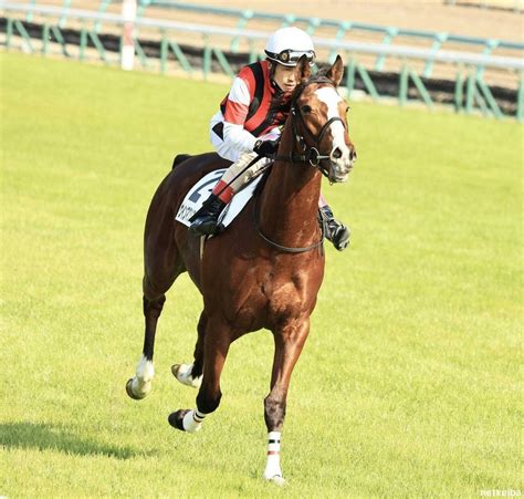 1978 馬|1978年の日本競馬